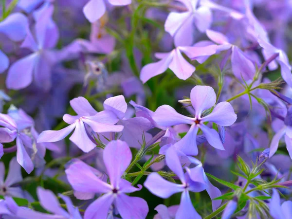 Vacker bakgrund med krypande Phlox, Phlox Auktor blommor — Stockfoto