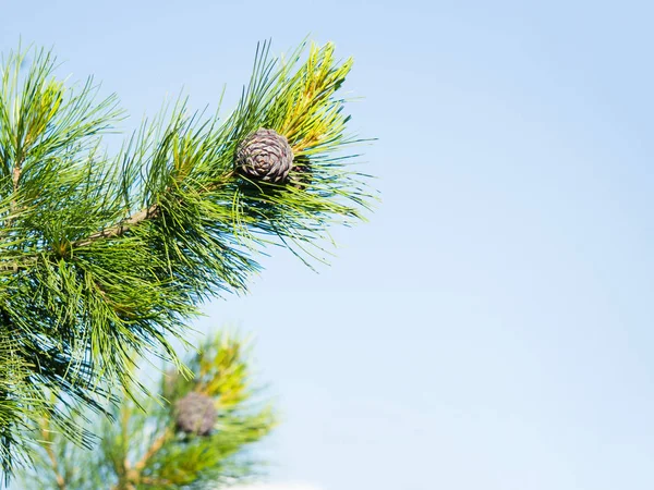 Cones crescendo em um ramo de uma árvore de cedro (Cedrus libani) Cedro do Líbano ou Cedro do Líbano no Reino Unido. — Fotografia de Stock