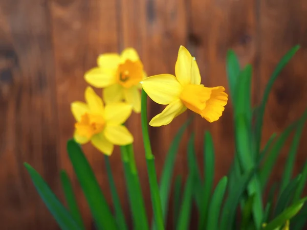 Bloeiende gele narcissen (Narcissen) — Stockfoto