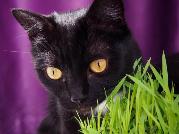 Σιβηρική κόκκινη γάτα τρώνε πράσινο γρασίδι, πράσινο ζουμερό γρασίδι για τις γάτες, φύτρωσε βρώμη χρήσιμο για τις γάτες — Φωτογραφία Αρχείου