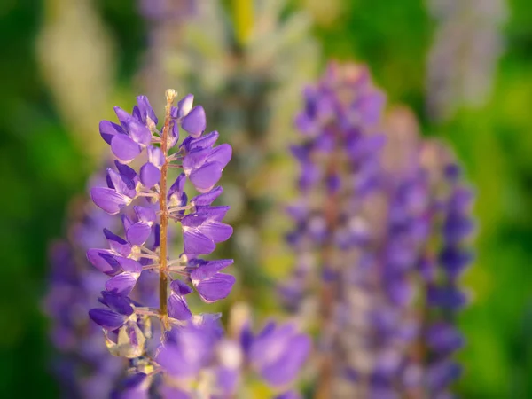 Colorful purple lupine flowers on green background — Stock Photo, Image
