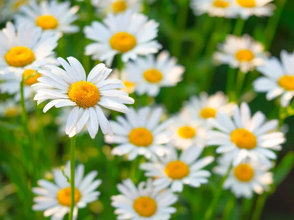 Beautiful white daisy flowers in sunny day — Stock Photo, Image