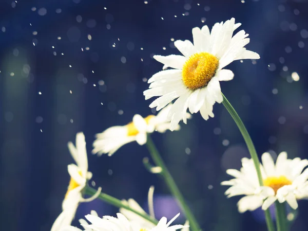 Όμορφη λευκή Μαργαρίτα λουλούδια στην ηλιόλουστη μέρα — Φωτογραφία Αρχείου
