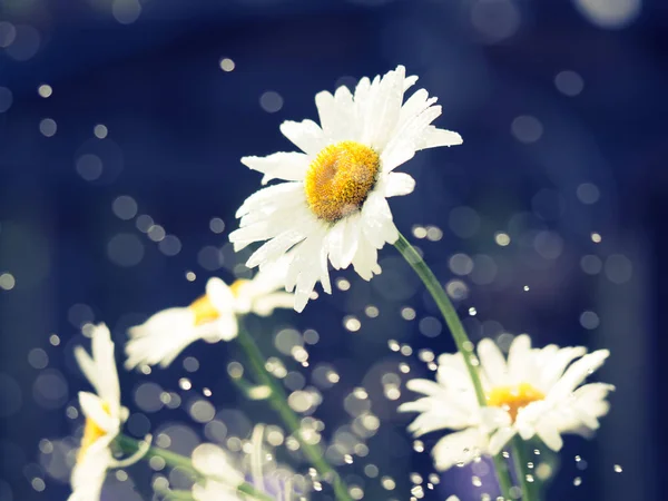 Schöne weiße Gänseblümchenblümchen an sonnigen Tagen — Stockfoto