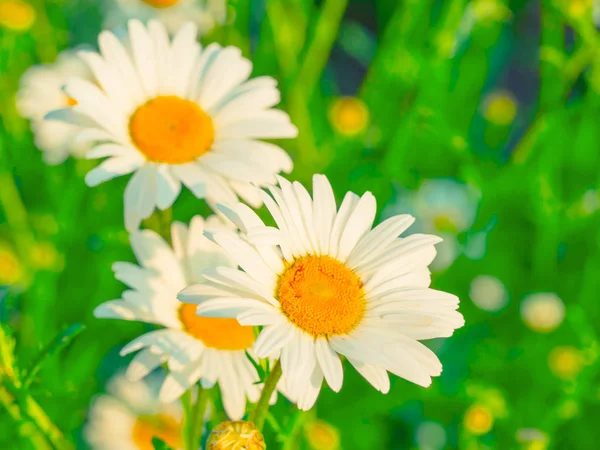 Hermosas flores de margarita blanca en el día soleado —  Fotos de Stock