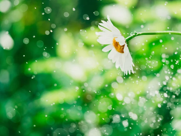 Vackra vita daisy blommor i soliga dagar — Stockfoto