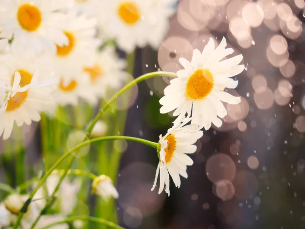 Schöne weiße Gänseblümchenblümchen an sonnigen Tagen — Stockfoto