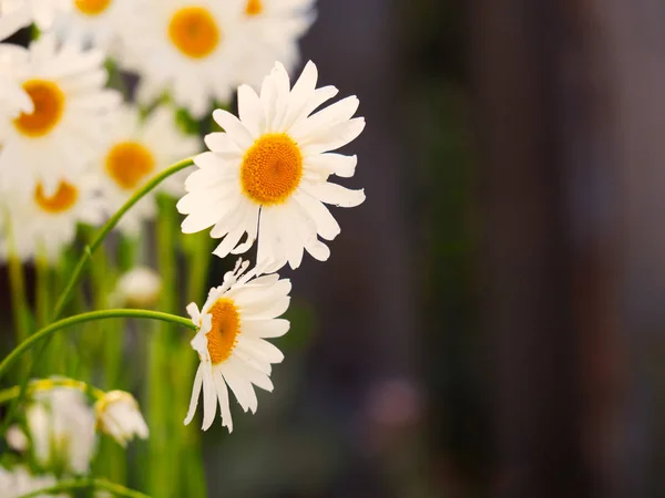 Hermosas flores de margarita blanca en el día soleado —  Fotos de Stock