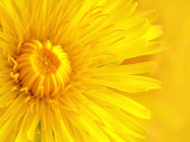 Güzel sarı karahindiba Makro resmini kapat