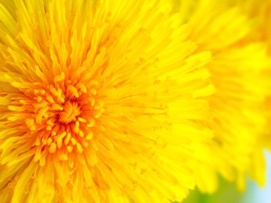 Güzel sarı karahindiba Makro resmini kapat