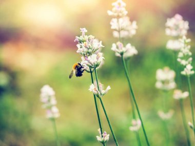 Güzel beyaz Lavanta yeşil çayırda çiçek