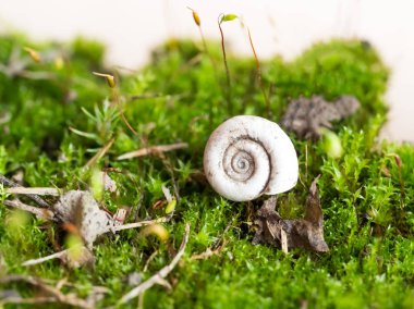 Yosunlu orman zeminmakro