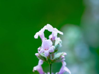 Güzel beyaz Lavanta yeşil çayırda çiçek