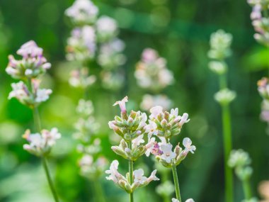 Güzel beyaz Lavanta yeşil çayırda çiçek