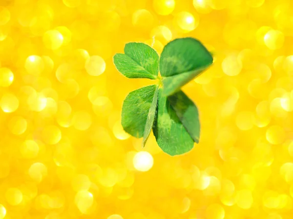 Färska gröna Lucky Four Leaf Clover — Stockfoto