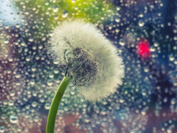 White fluffy dandelion on a background of wet window pane. — Stock Photo, Image