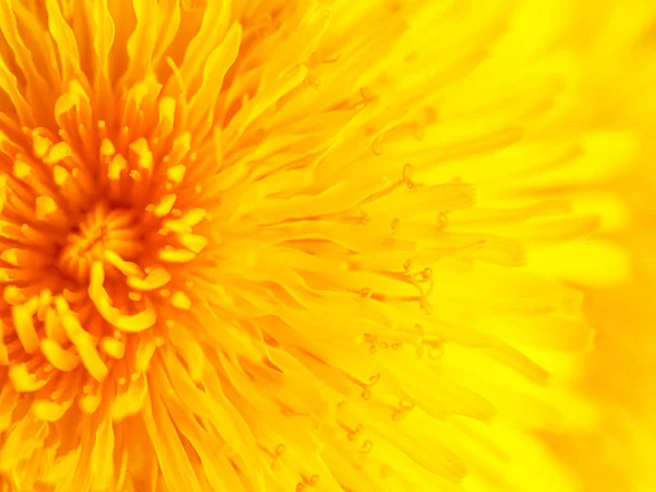 Hermoso diente de león amarillo de cerca Macro imagen —  Fotos de Stock