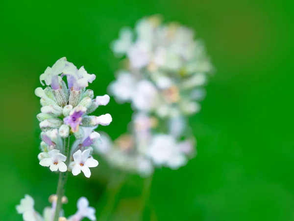 Beautiful white Lavender blooming in green meadow — Stock Photo, Image