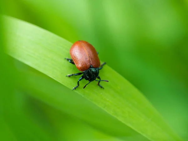 잔디 블레이드에 작은 갈색 딱정벌레 — 스톡 사진