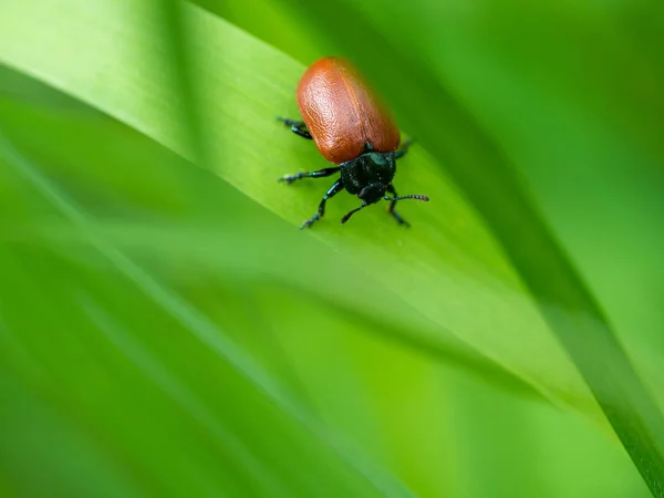 Piccolo scarabeo marrone su una lama d'erba — Foto Stock