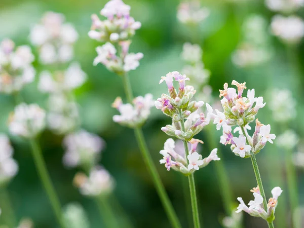 Beautiful white Lavender blooming in green meadow — Stock Photo, Image