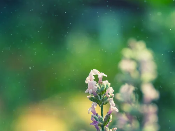 Schöner weißer Lavendel blüht auf der grünen Wiese — Stockfoto