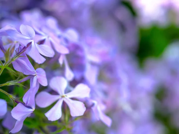 Piękne tło z Phlox pełzania, Phlox szydlasty kwiaty — Zdjęcie stockowe