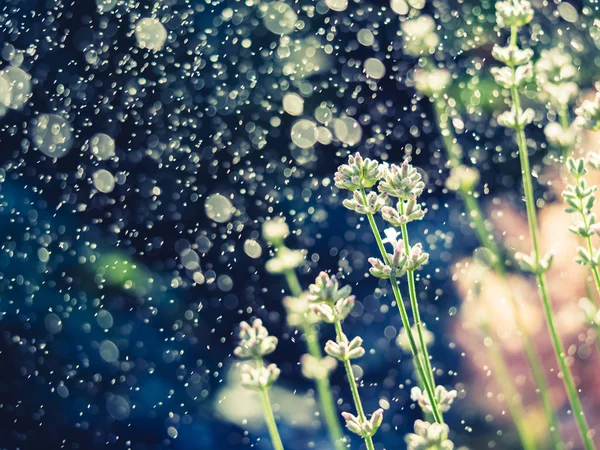 Elegant vit lavendel blommar på mörk bakgrund — Stockfoto