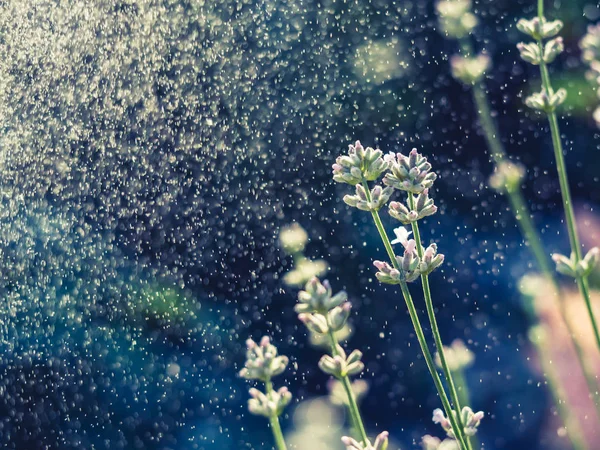 Eleganter weißer Lavendel blüht auf dunklem Hintergrund — Stockfoto