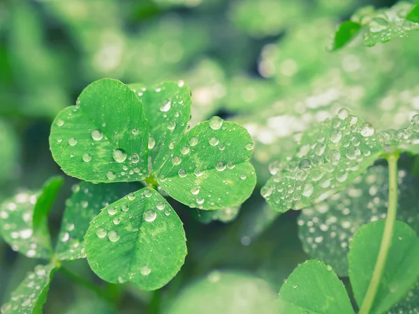 Trifoglio a quattro foglie con perle di rugiada — Foto Stock