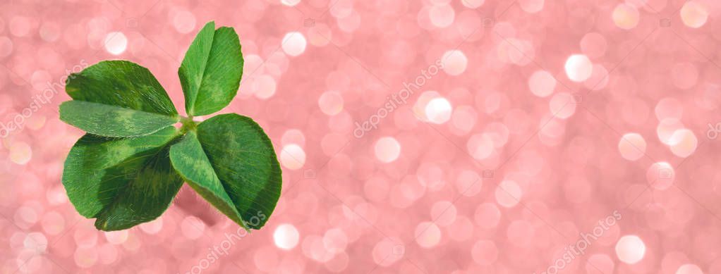 Fresh green lucky four leaf clover Royalty Free Stock Images