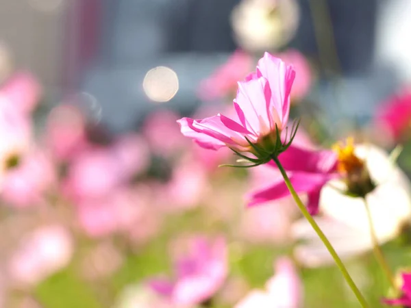 Городе Расцветают Красивые Цветы Космоса Яркий Цветочный Фон — стоковое фото