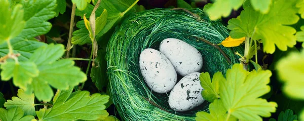 Bird Nest Hidden High Green Grass Three Eggs Concept Family — Stock Photo, Image