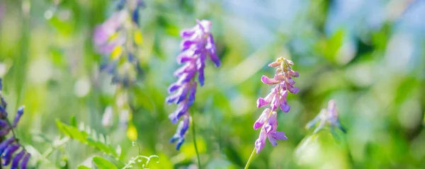 Beautiful Spring Background Cute Violet Flowers Natural Green Meadow Background — Stock Photo, Image