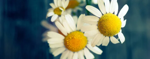 Frische Kamillenblüten Aus Dem Garten Hintergrund Country Stil Banner Oder — Stockfoto