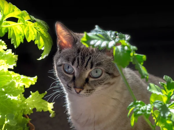 Gato Tai Bege Com Olhos Azuis Come Salada Verde Fresca — Fotografia de Stock