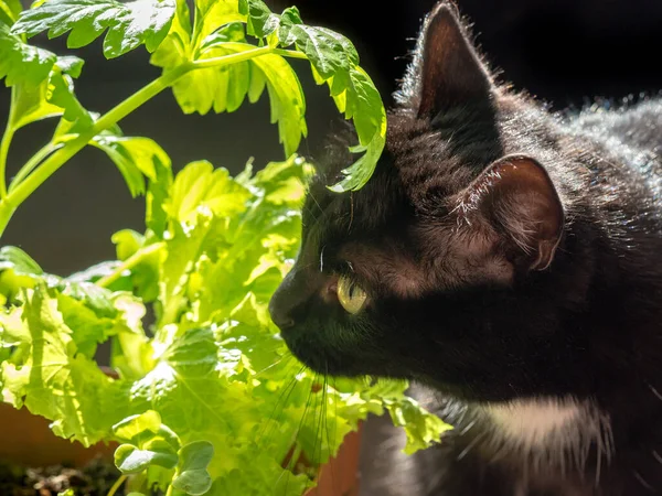 Gato Preto Com Olhos Amarelos Come Salada Verde Fresca Animais — Fotografia de Stock