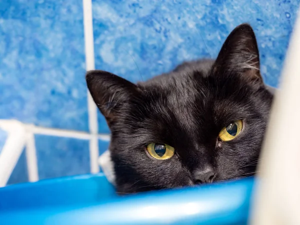 Γάτα Κάθεται Ένα Μπλε Κουβά Μαύρη Γάτα Κρύβεται Στο Μπάνιο — Φωτογραφία Αρχείου
