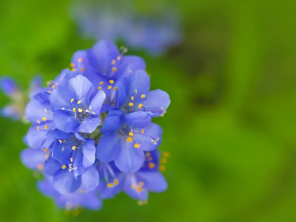 Ανθισμένα Λεπτά Μπλε Λουλούδια Φυσικό Φόντο Λουλουδιών — Φωτογραφία Αρχείου