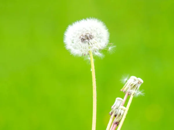 White Fluffy Dandelion Soft Creamy Green Background Summer Time Concept — Stock Photo, Image