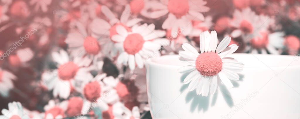 Herbal tea with fresh chamomile flowers. Cup of medicinal chamomile tea. Social media banner or header.