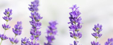 Yeşil çayırlarda açan güzel menekşe lavanta. Sosyal medya afişi ya da başlığı. Yaz zamanı konsepti.