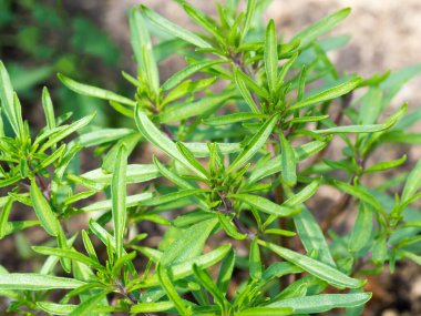 Bahçede yetişen taze kekik, seçici odak görüntüsü. Doğal organik gıda geçmişi.