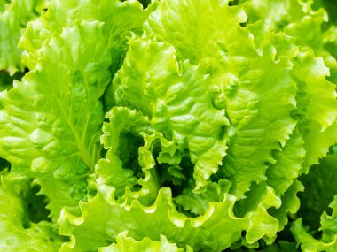 Marul salatası yaprakları bahçede büyüyor. Doğal organik gıda geçmişi.