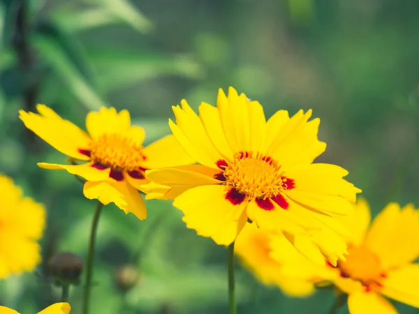 Саду Цветут Желтые Цветы Естественный Зеленый Фон — стоковое фото