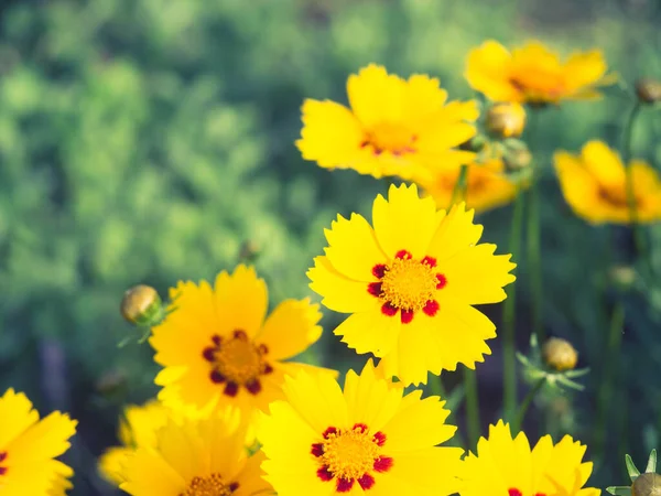 Саду Цветут Желтые Цветы Естественный Зеленый Фон — стоковое фото