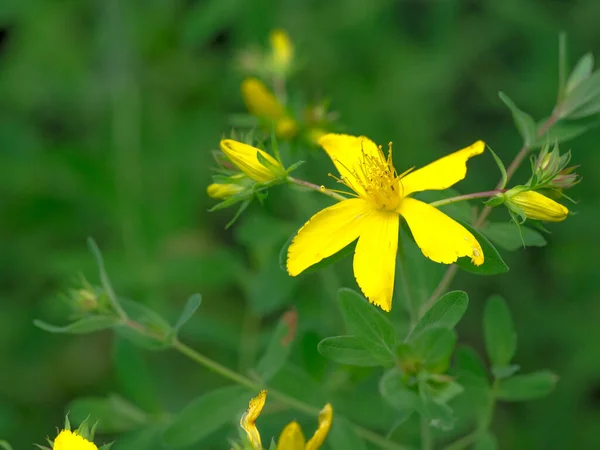 Цветущие Мегаполисе Желтые Цветы Лекарственные Травы Естественный Зеленый Фон — стоковое фото