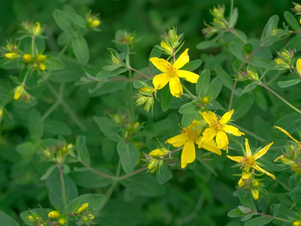 草原には黄色の花を咲かせます 薬草だ 緑の背景 — ストック写真