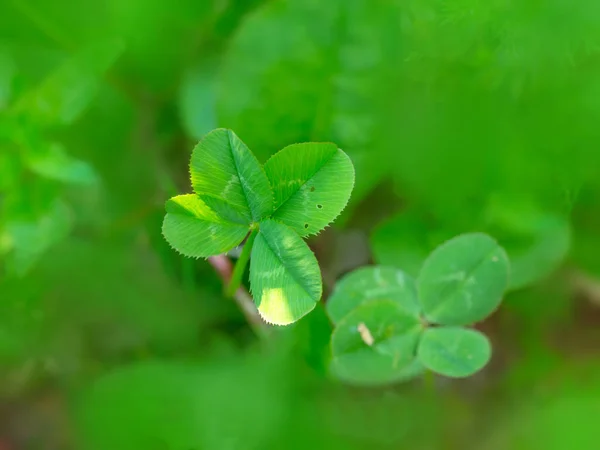 聖パトリックの日のための緑の芝生のフィールドで幸運なアイルランドの4つの葉のクローバー 自然緑の背景 テキストのためのスペースと密接な — ストック写真