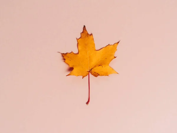 Bright Autumn Maple Leaf Beige Paper Background Seasonal Fall Composition — Stock Photo, Image
